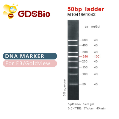 50bp δείκτης M1041 (50μg) /M1042 DNA σκαλών (50μg×5)