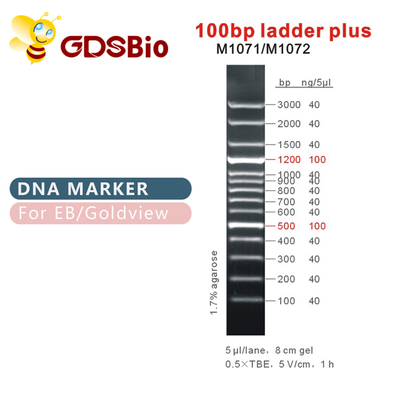 100bp σκάλα συν το δείκτη M1071 (50μg) /M1072 DNA (50μg×5)