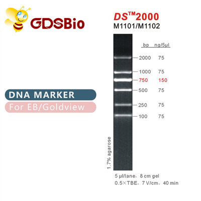 DS 2000 σκάλα M1101 (50μg) /M1012 δεικτών DNA (50μg×5)