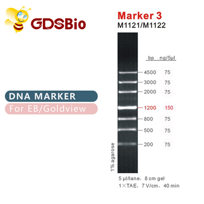 Δείκτης 3 σκάλα M1121 (50μg) /M1122 DNA (5×50μg)