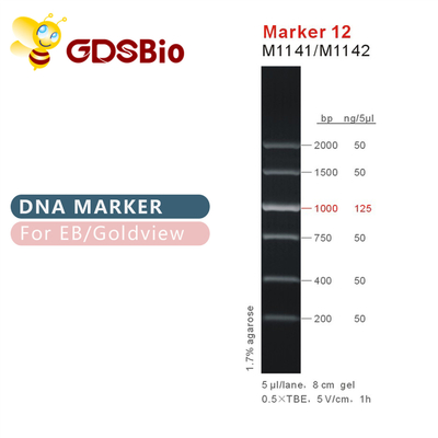 Δείκτης 12 σκάλα M1141 (50μg) /M1142 DNA (5×50μg)