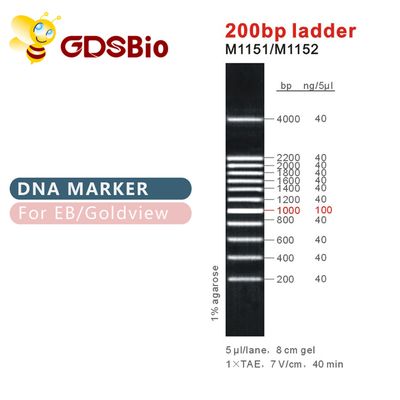200bp δείκτης M1151 (50μg) /M1152 DNA σκαλών (5×50μg)