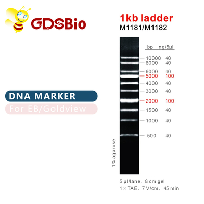 1kb ηλεκτροφόρηση πηκτωμάτων σκαλών δεικτών DNA σκαλών 1000bp