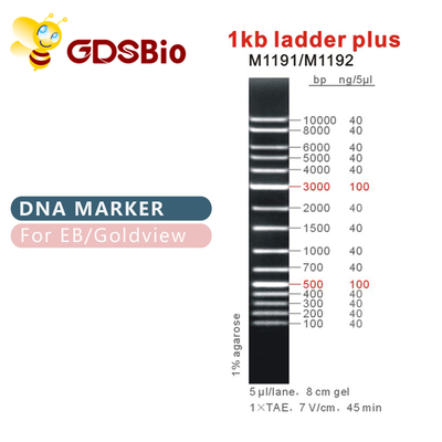 1kb σκάλα συν το δείκτη M1191 (50μg) /M1192 DNA 1000bp (5×50μg)