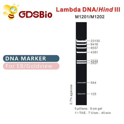 λDNA/οπίσθιαⅢ σκάλα M1201 (50μg) /M1202 δεικτών DNA (5×50μg)