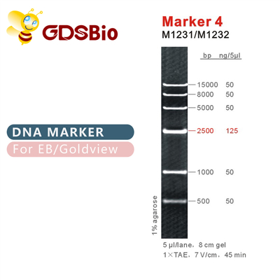 Δείκτης 4 σκάλα M1231 (50μg) /M1232 DNA (5×50μg)