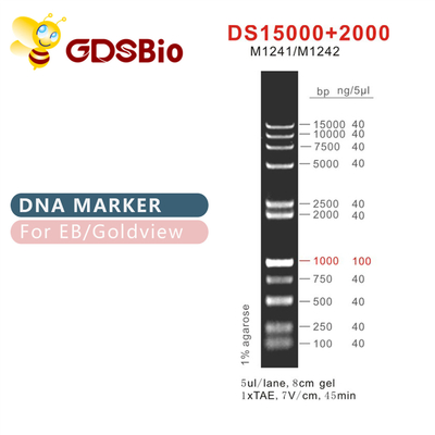 DS 15000+2000 σκάλα M1241 (50μg) /M1242 δεικτών DNA (5×50μg)