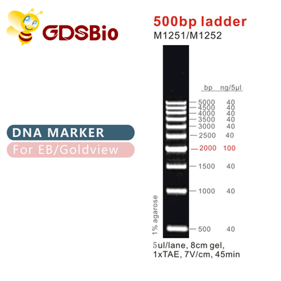 500bp δείκτης M1251 (50μg) /M1252 DNA σκαλών (5×50μg)