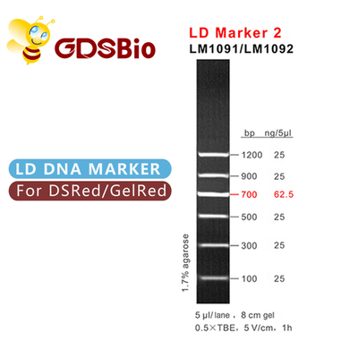 Δείκτης 2 ηλεκτροφόρηση GDSBio LD δεικτών DNA 60 προετοιμασιών