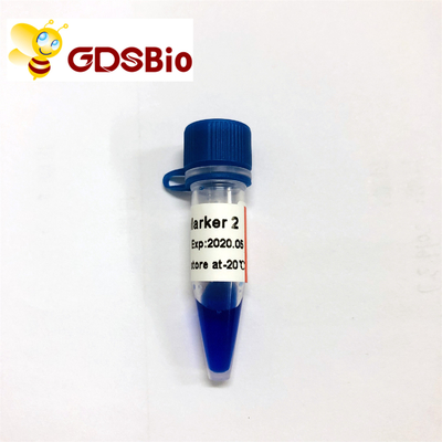 Δείκτης 2 ηλεκτροφόρηση GDSBio LD δεικτών DNA 60 προετοιμασιών