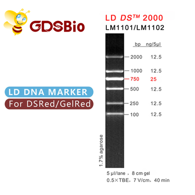 Ηλεκτροφόρηση πηκτωμάτων δεικτών DNA αντιδραστηρίων LD DS 2000 υψηλής αγνότητας 60 προετοιμασίες