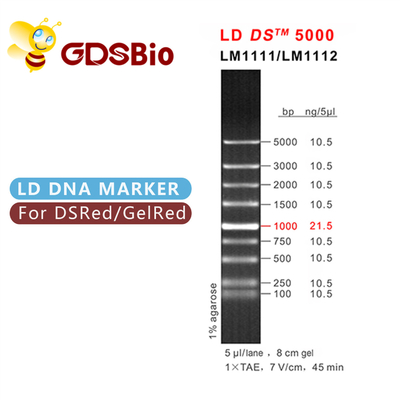 GDSBio LD DS 5000 μπλε εμφάνιση ηλεκτροφόρησης δεικτών DNA