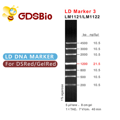 Δείκτης 3 LD ηλεκτροφόρηση σκαλών DNA 60 αντιδραστήρια υψηλής αγνότητας προετοιμασιών