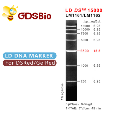 Σκάλα LM1161 (50 προετοιμασίες) /LM1162 δεικτών DNA LD DS 15000bp 15kb (50 preps×5)