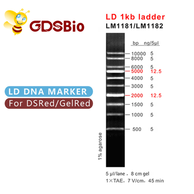 Δείκτης LM1181 (50 προετοιμασίες) /LM1182 DNA σκαλών 1000bp LD 1kb (50 preps×5)
