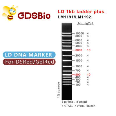 1000bp ηλεκτροφόρηση δεικτών DNA, ηλεκτροφόρηση πηκτωμάτων σκάλα DNA 1 KB