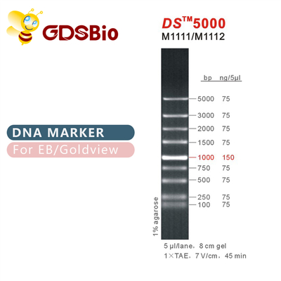 δείκτης ηλεκτροφόρησης DNA 1000bp DS 5000, σκάλα DNA για το πήκτωμα RNA