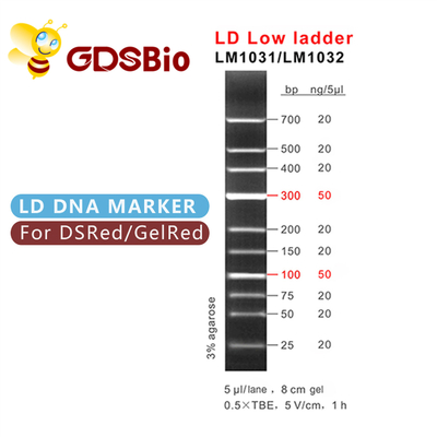 χαμηλή ηλεκτροφόρηση δεικτών DNA σκαλών 100bp 300bp LD