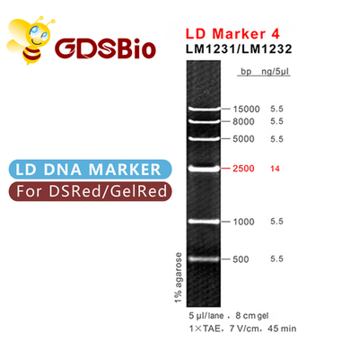 50 δείκτης 4 ηλεκτροφόρησης LD πηκτωμάτων δεικτών μεγέθους DNA GDSBio προετοιμασιών