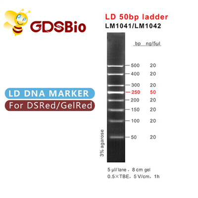 50bp σκάλα GDSBio δεικτών ηλεκτροφόρησης πηκτωμάτων DNA
