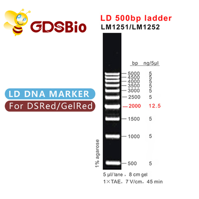 500bp ηλεκτροφόρηση πηκτωμάτων σκαλών DNA LD 60 προετοιμασίες